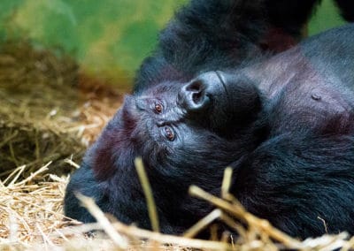 gorille de l'est, gorille des montagnes, animal, primate, singe d'afrique de l'est