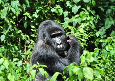 gorille de l'est, gorille des montagnes, animal, primate, singe d'afrique de l'est