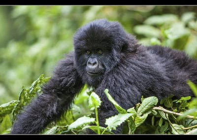 gorille de l'est, gorille des montagnes, animal, primate, singe d'afrique de l'est