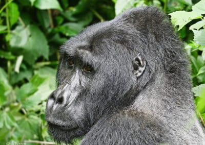 gorille de l'est, gorille des montagnes, animal, primate, singe d'afrique de l'est