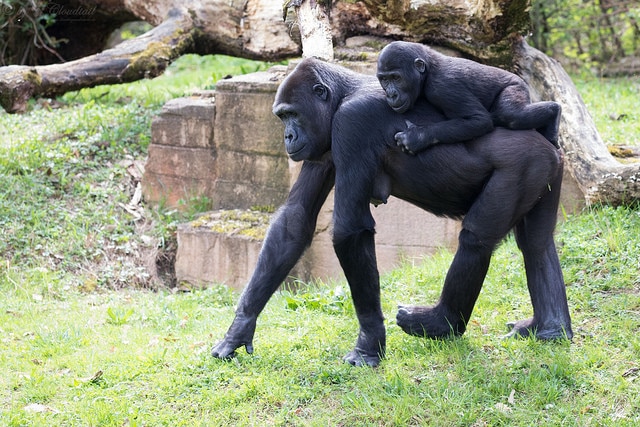 bebe gorille de l'ouest sur le dos de sa maman, primate, singe danger de disparition