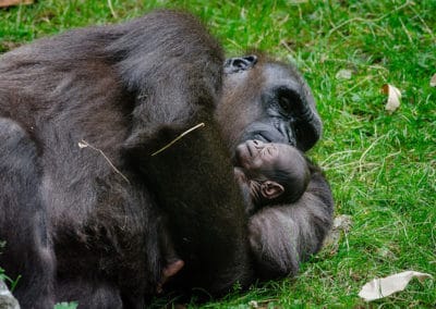 gorille de l'ouest, primate, hominidé, grand singe d'Afrique en danger critique de disparition