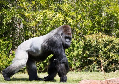 gorille de l'ouest, primate, hominidé, grand singe d'Afrique en danger critique de disparition