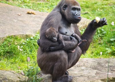 gorille de l'ouest, primate, hominidé, grand singe d'Afrique en danger critique de disparition