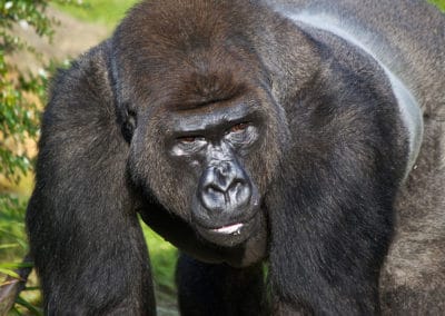 gorille de l'ouest, primate, hominidé, grand singe d'Afrique en danger critique de disparition