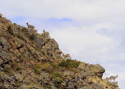 troupeau de grands bharals, moutons bleus, animal, mammiferes herbivores d'asie, montagnes de l'himalaya