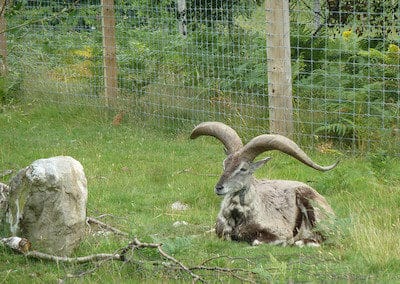 grand bharal, mouton bleu, animal, mammifere herbivore d'asie, montagnes de l'himalaya