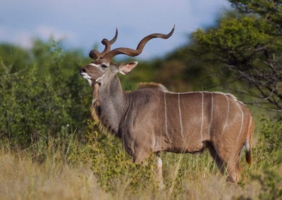 grand koudou, male, animal, mammifere herbivore d'afrique, bovidé, grande antilope
