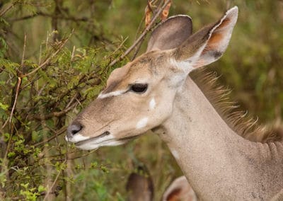 grand koudou, femelle, animal, mammifere herbivore d'afrique, bovidé, grande antilope