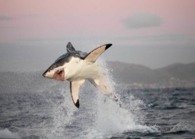 le grand requin blanc, poisson carnivore, prédateur carnassier, attaque requin sur l'homme