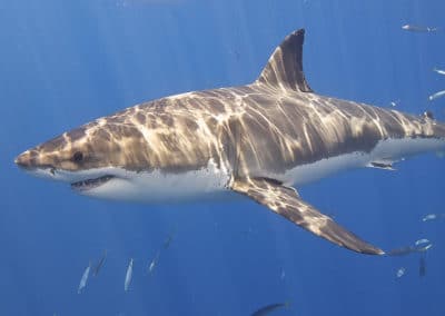 le grand requin blanc, poisson carnivore, prédateur carnassier, attaque requin sur l'homme