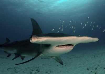 grand requin marteau, poisson carnivore, tete plate, aplatie, virages serrés