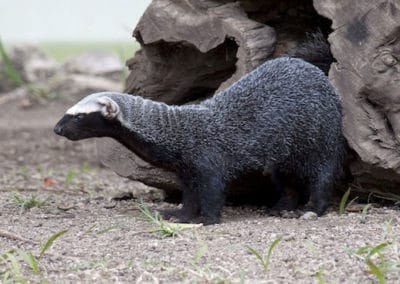 le grison, animal, mammifere carnivore d'amerique du nord, mustélidé