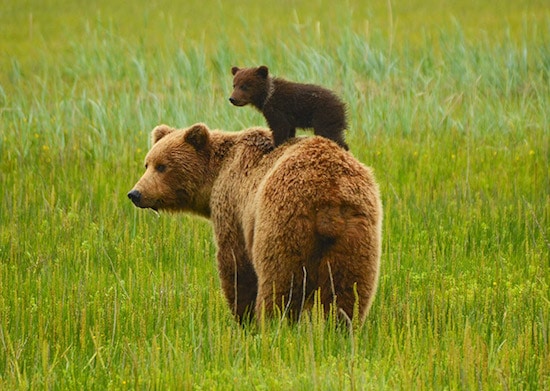 bebe grizzly, ourson avec sa maman, mammiferes omnivores, ursidés d'amerique du nord