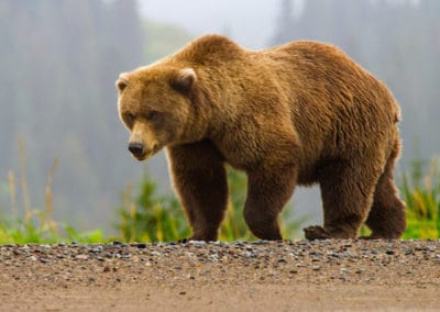 le grizzli, grizzly, animal, ours, mammifere omnivore d'amerique du nord, ursidé