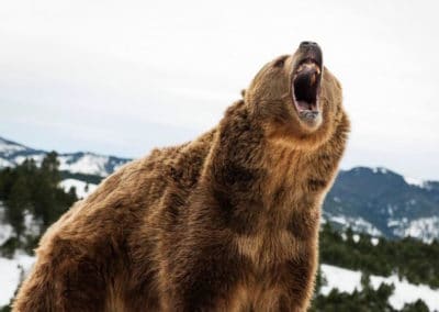 le grizzli, grizzly, animal, ours, mammifere omnivore d'amerique du nord, ursidé, grandes griffes