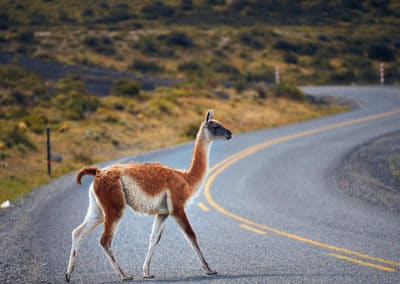 guanaco, animal, mammifere herbivore d'amerique du sud, camélidé, ancetre du lama, animal sauvage