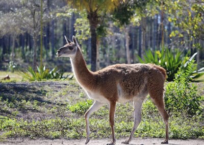 guanaco, animal, mammifere herbivore d'amerique du sud, camélidé, ancetre du lama, animal sauvage