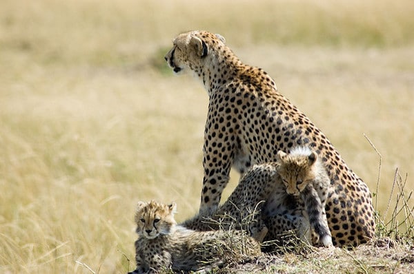 bebe guepard, chatons, mère guépard avec ses bébés, felins carnivores d'afrique