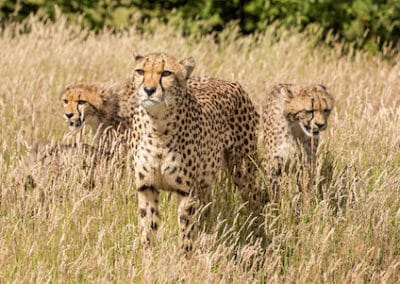 groupe de guepards, animal, mammiferes, felins carnivores d'afrique très rapide en course