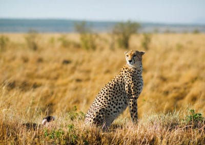 guepard, mammifere, felin carnivore d'afrique, animal le plus rapide sur terre