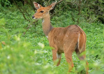 guib harnache, femelle, animal, mammifere herbivore, bovidé d'afrique