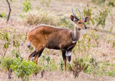 guib harnache, male, animal, mammifere herbivore, bovidé d'afrique