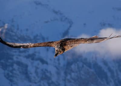 gypaete barbu, oiseau, vautour, vol, envergure, charognard, charogne