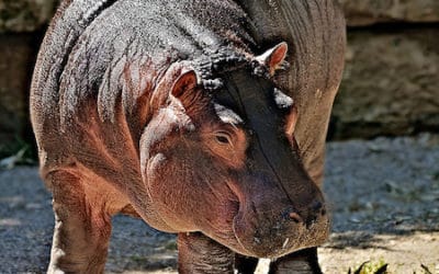 L’hippopotame est un animal agressif et dangereux