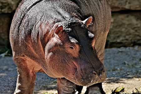 L’hippopotame est un animal agressif et dangereux