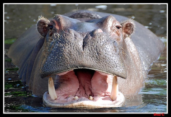 hippopotame commun, animal semi aquatique d'afrique