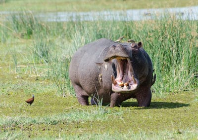 hippopotame commun, animal, herbivore semi aquatique, 3e plus gros mammifere d'afrique