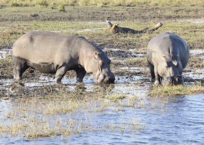 hippopotame commun, animal, herbivore semi aquatique, 3e plus gros mammifere d'afrique