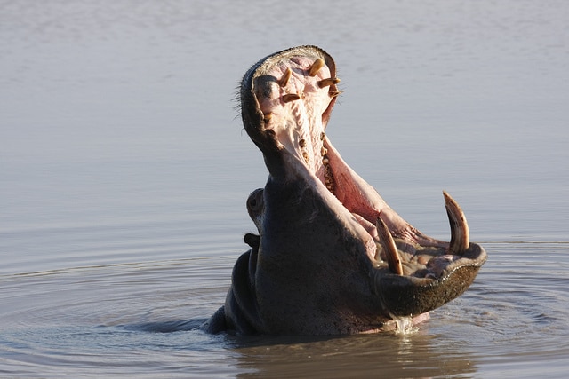 gueule hippopotame, dent, animal agressif, dangereux, meurtrier