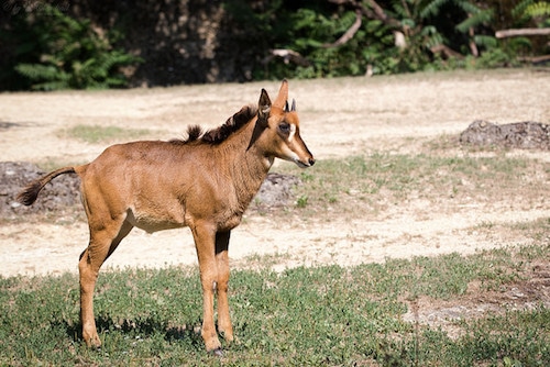 bebe hippotrague noir, jeune, petit, antilope noire d'afrique