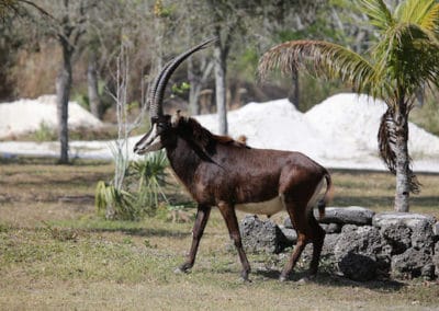 hippotrague noir, male, animal, antilope des sables, mammifere herbivore d'afrique