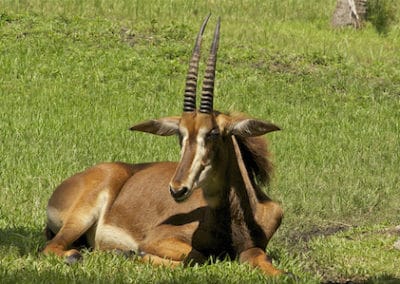hippotrague noir, femelle, animal, antilope des sables, mammifere herbivore d'afrique