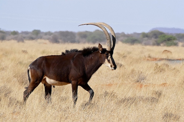 hippotrague noir, male, animal, antilope des sables, mammifere herbivore d'afrique