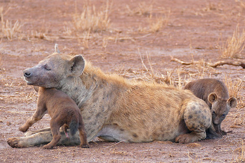 bebe hyene tachetee, petite hyene, mammifere carnivore, charognard d'afrique