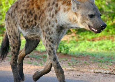 hyene tachetee, animal, mammifere carnivore d'afrique, charognard