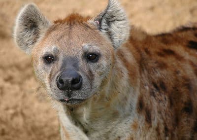 hyene tachetee, animal, mammifere carnivore d'afrique, charognard