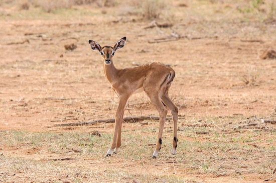 bebe impala, jeune, petit, mammifere herbivore d'afrique