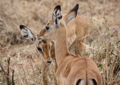 impala, femelle, animal, antilope, mammifere herbivore d'afrique, savane africaine