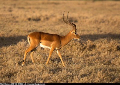 impala, male, animal, antilope, mammifere herbivore d'afrique, savane africaine
