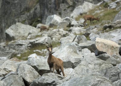 isard, izard, animal, mammifere herbivore des pyrenees, bovidé des montagnes