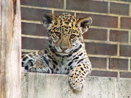 bebe jaguar, chaton, felin, mammifere carnivore d'amerique du sud