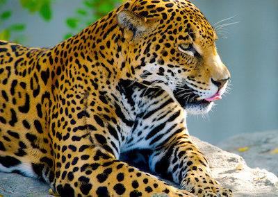 le jaguar, animal, felin, mammifere carnivore d'amerique du sud et amerique centrale, fourrure tachetee