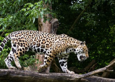 le jaguar, animal, felin, mammifere carnivore d'amerique du sud et amerique centrale, fourrure tachetee