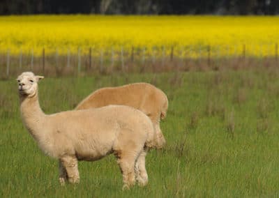 le lama, animal blanc, mammifere herbivore, camélidés d'amerique du sud