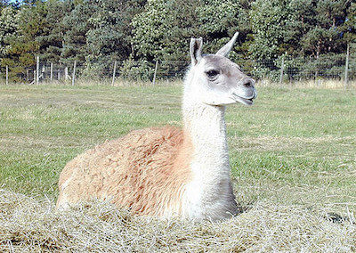 le lama, animal blanc, mammifere herbivore, camélidés d'amerique du sud